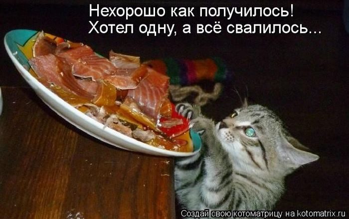 Кошка селедка