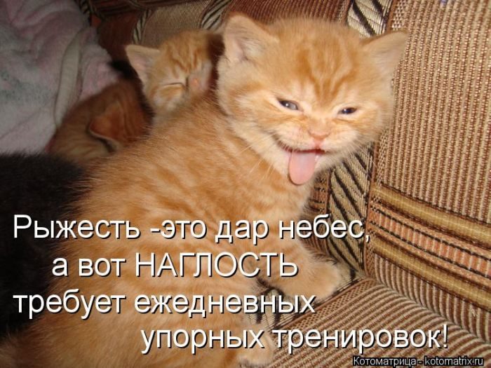 Смешные Котоматрицы