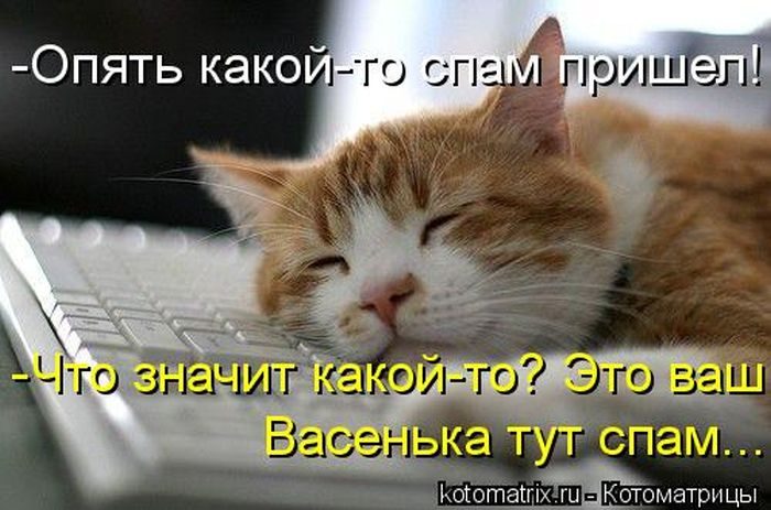 Забавные Котоматрицы