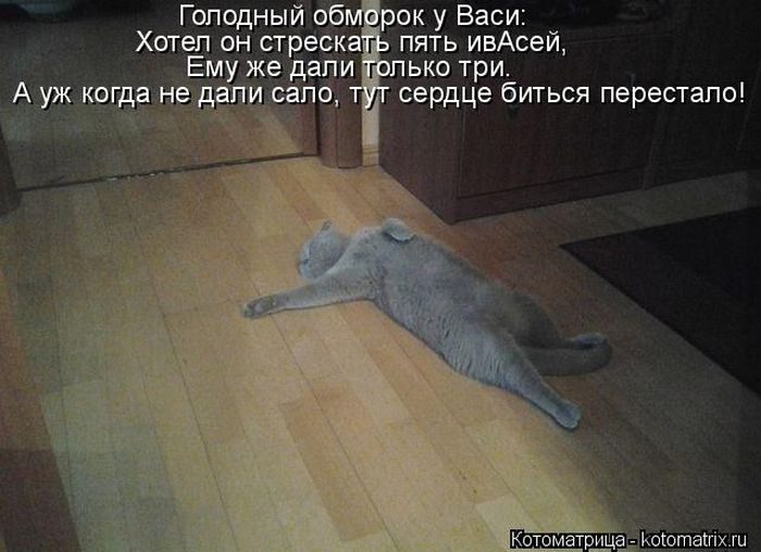 Смешные Котоматрицы