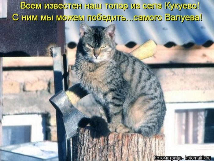 Котоматрицы