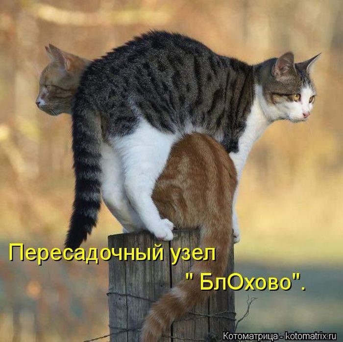 Смешные Котоматрицы