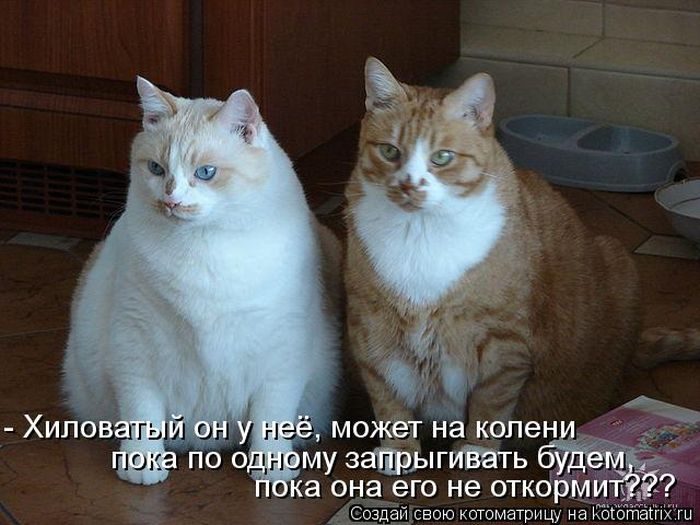 Смешные Котоматрицы