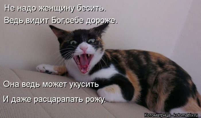 Смешные Котоматрицы