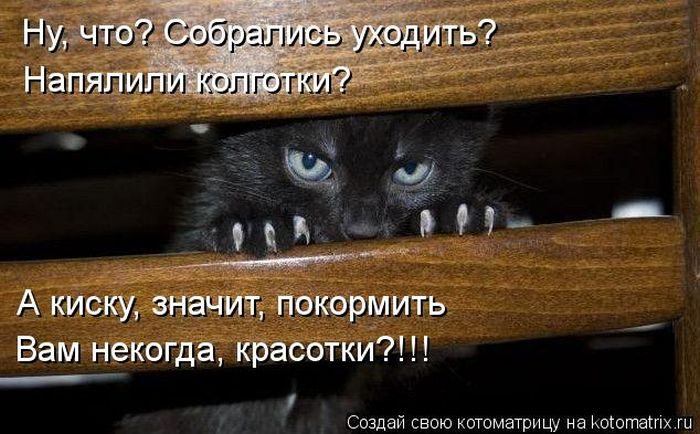 Любимая Котоматрица