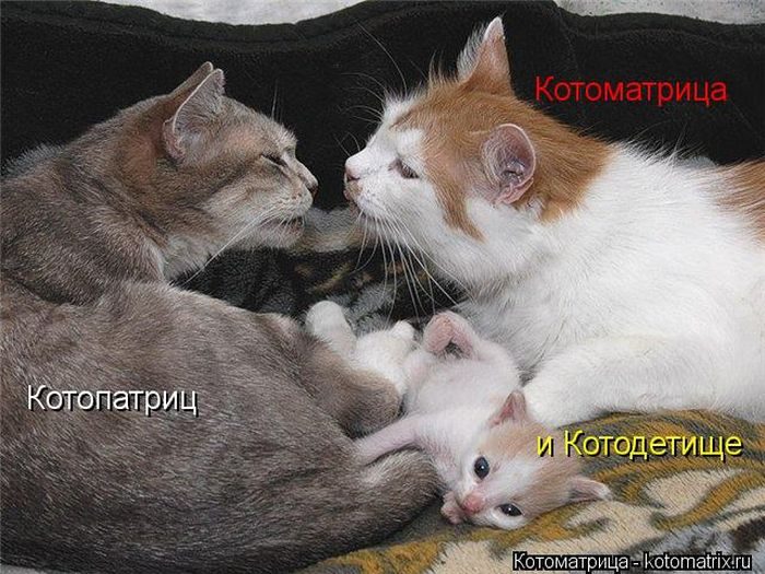 Смешные Котоматрицы