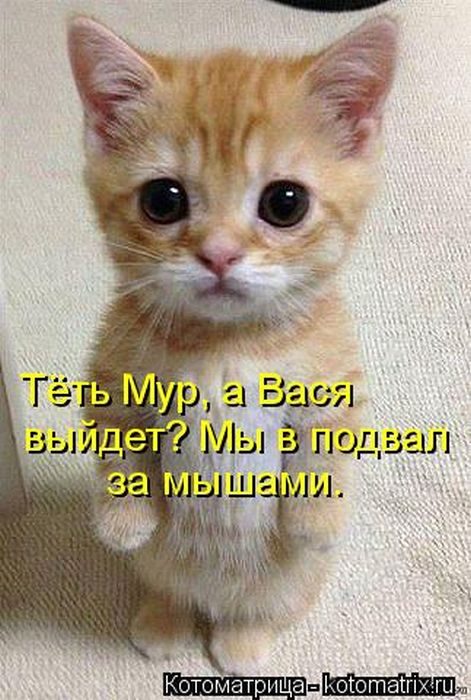 Котоматрицы