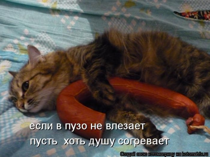 Смешные Котоматрицы