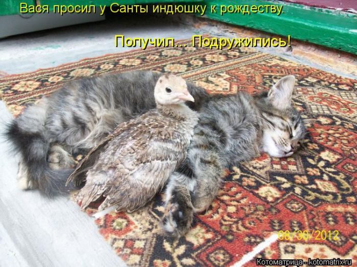 Забавные Котоматрицы