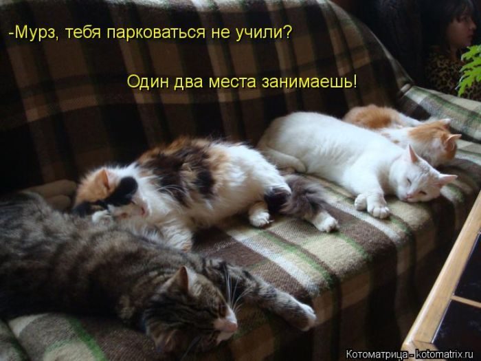 Весёлые Котоматрицы