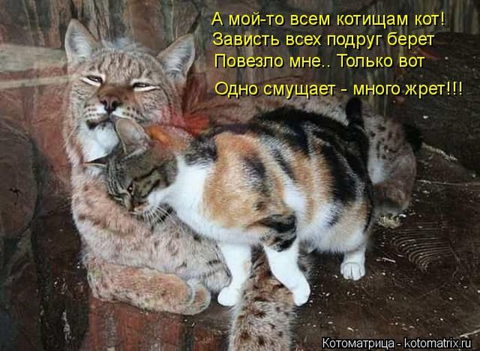 Забавные Котоматрицы