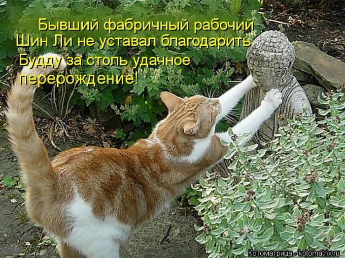 Котоматрица. Ржака!