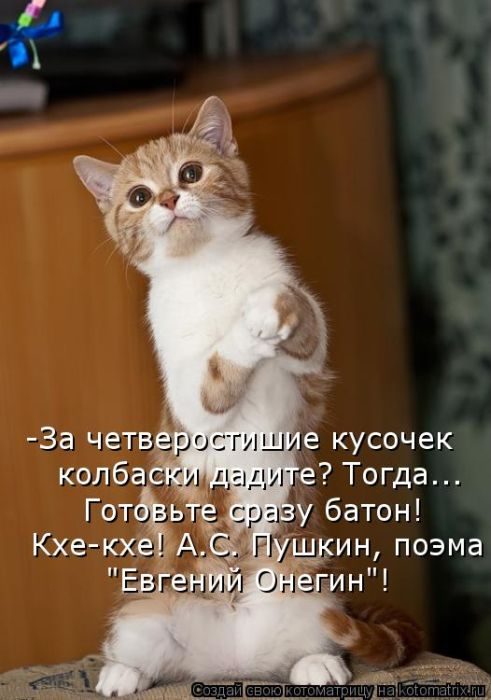 Замечательная Котоматрица