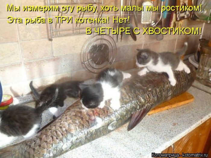 Котоматрицы