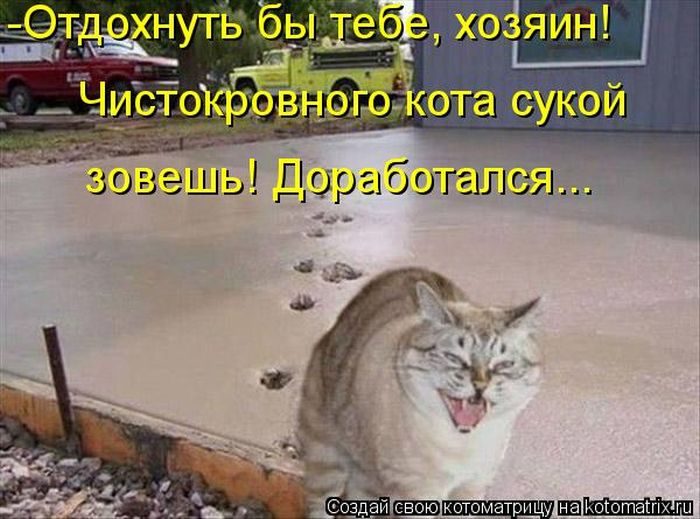 Смешная Котоматрица