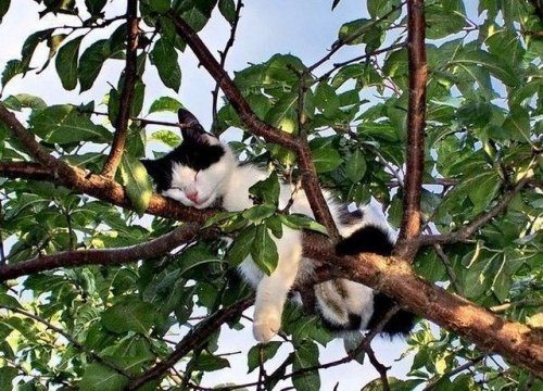 Милейшие картинки. Мегапозитив!