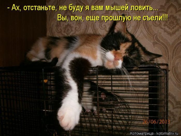 Весёлые Котоматрицы