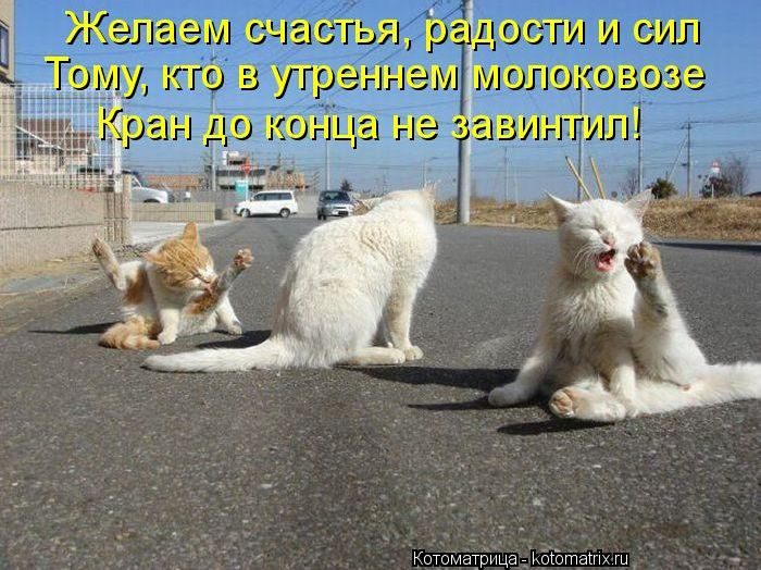 Смешные Котоматрицы