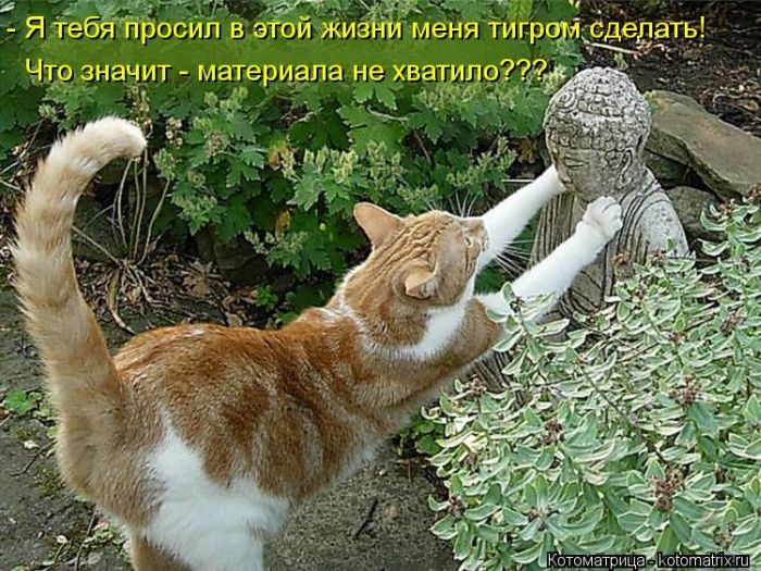 Котоматрица. Ржака!