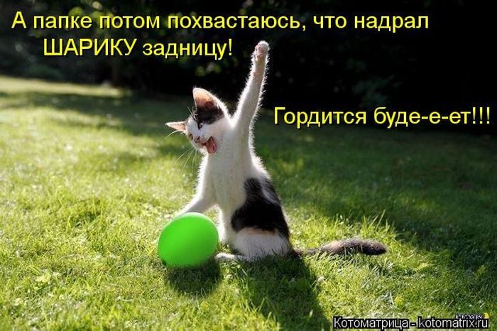 Смешные Котоматрицы