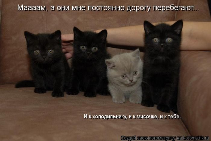 Смешная Котоматрица