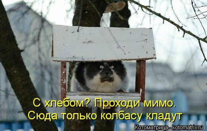 Смешные Котоматрицы