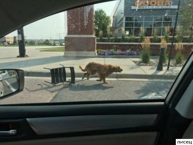 25 лучших приколов Августа. Класс!