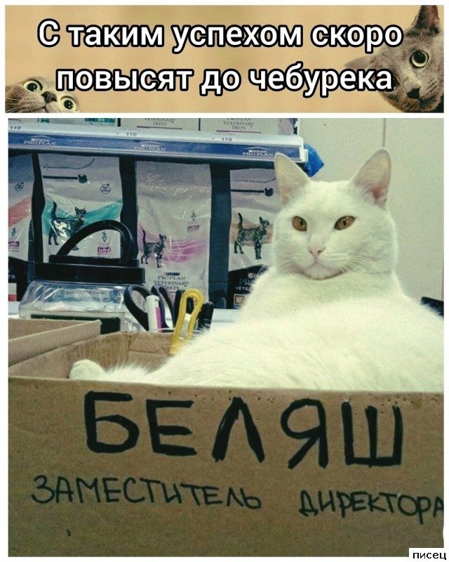 Смехотерапия Писца. Жмите лайк!