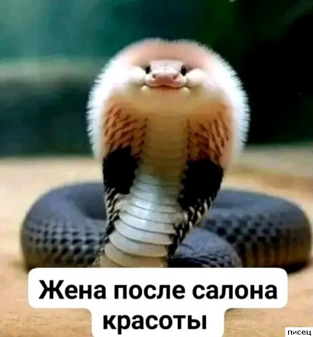 Все приколы интернета. Мне нравится!