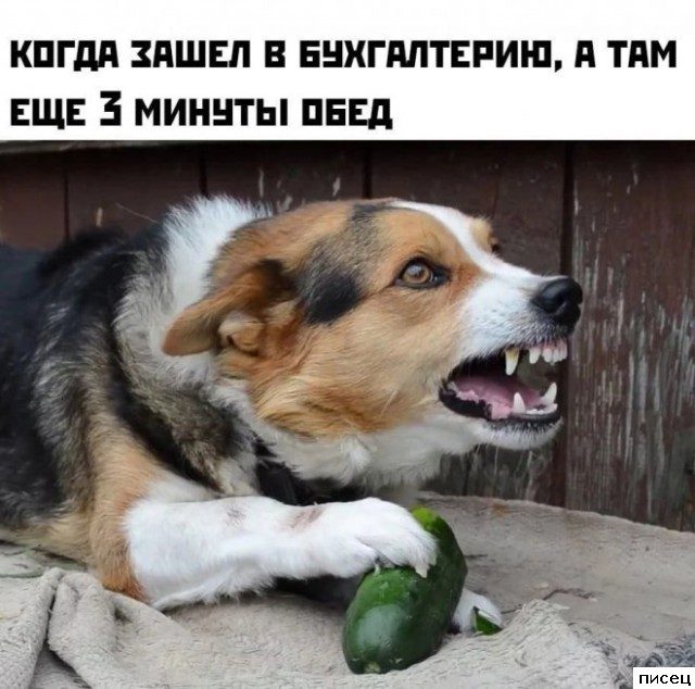Рабочие приколы для поднятия настроения