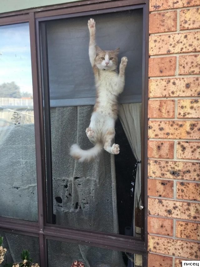 Убойные питомцы. Жмите Класс!
