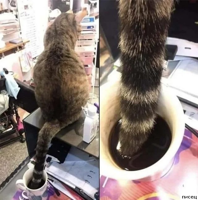 Убойные питомцы. Жмите Класс!