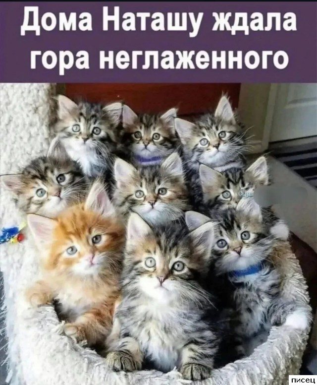 Смехотерапия Писца. Отличная подборка!