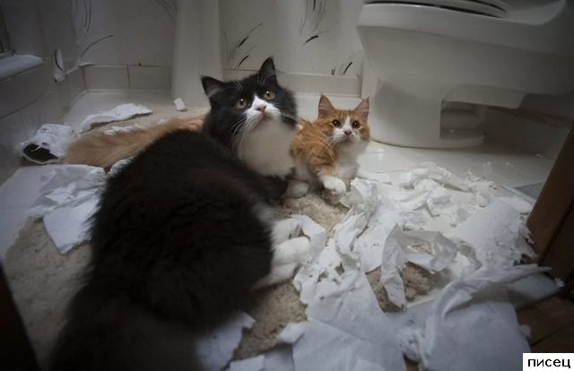 Скотина года
