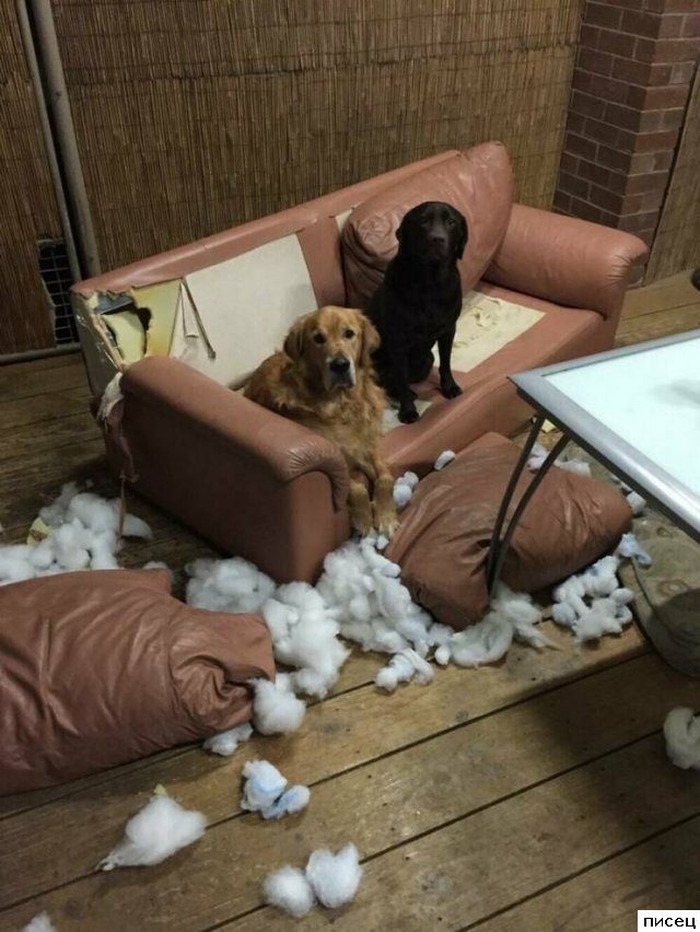 Скотина года