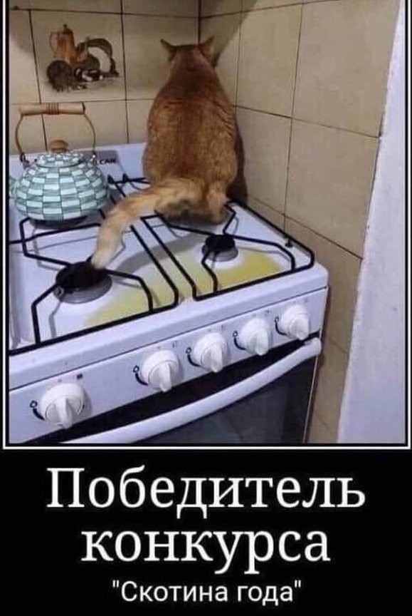 Скотина года