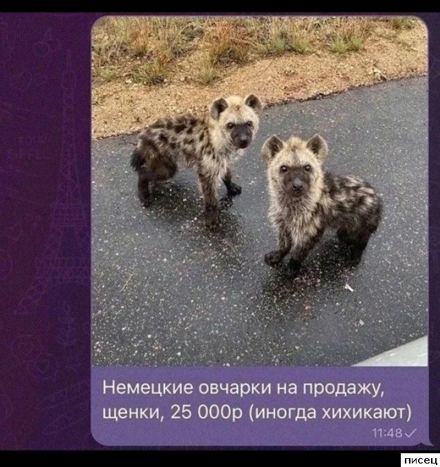 Коллекция отличных смсок, которые доставят всем незабываемое удовольствие