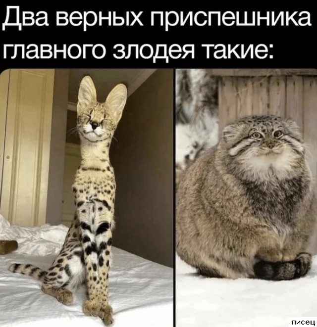 Все приколы Июля