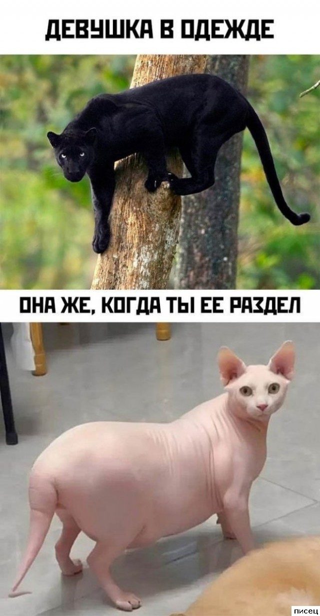 Мужские приколы. Любимая подборка!