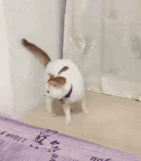 Сборник анимаций. Кайф!