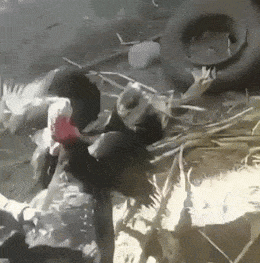 Сборник анимаций. Великолепно!