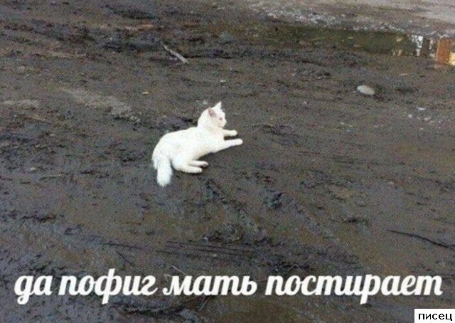 Смехотерапия Писца. Шикарная комедия!