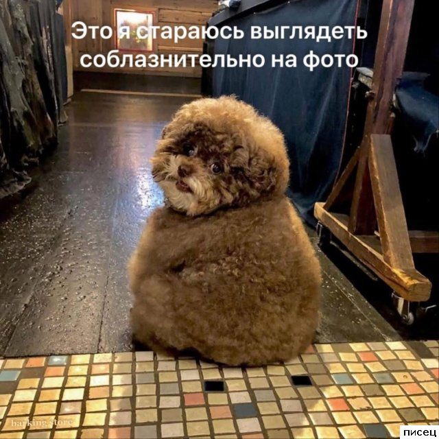Смехотерапия Писца. Шикарная комедия!