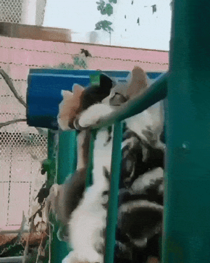 Все анимированные приколы. Смотрим!