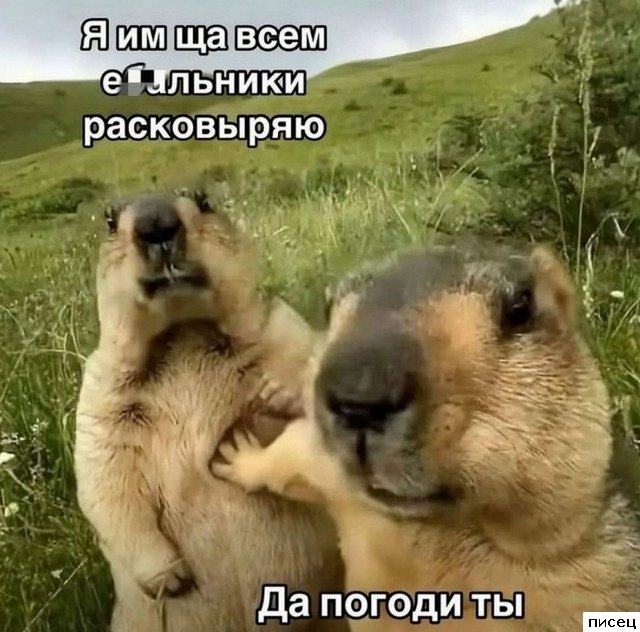 Смехотерапия Писца. Приколы дня!