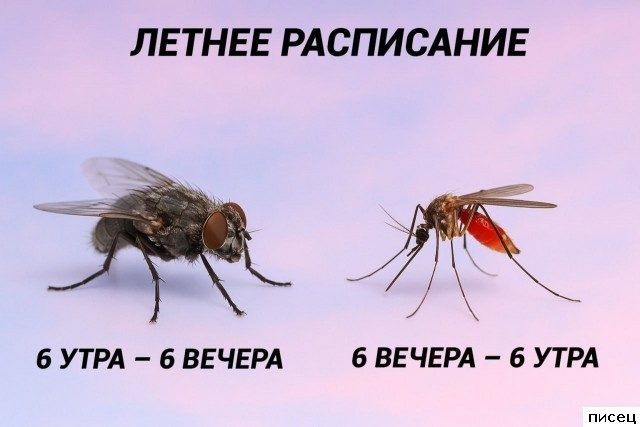 Все летние приколы. Кайф!