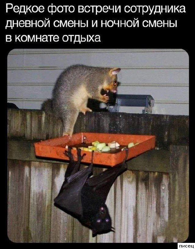 Все рабочие приколы. Великолепно!