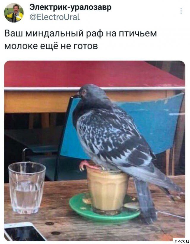 25 августовских приколов из соцсетей. Кайф!