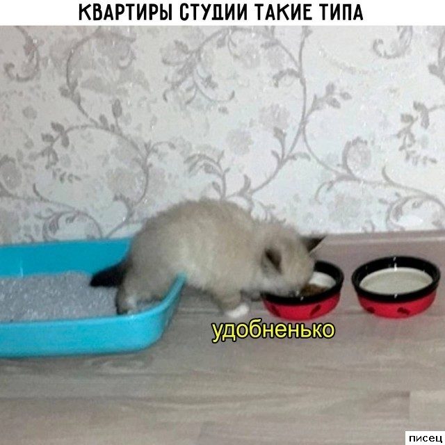 Смехотерапия Писца. Это фантастика!