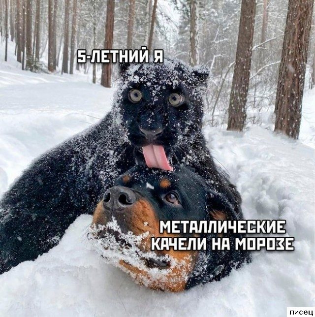 Смехотерапия Писца. Прикольная серия!